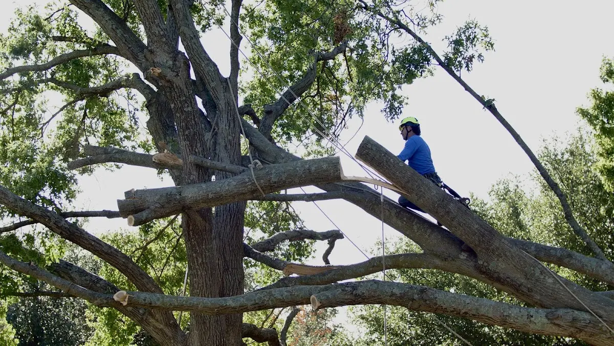 Professional Crown Thinning performed by certified arborists in Oxford